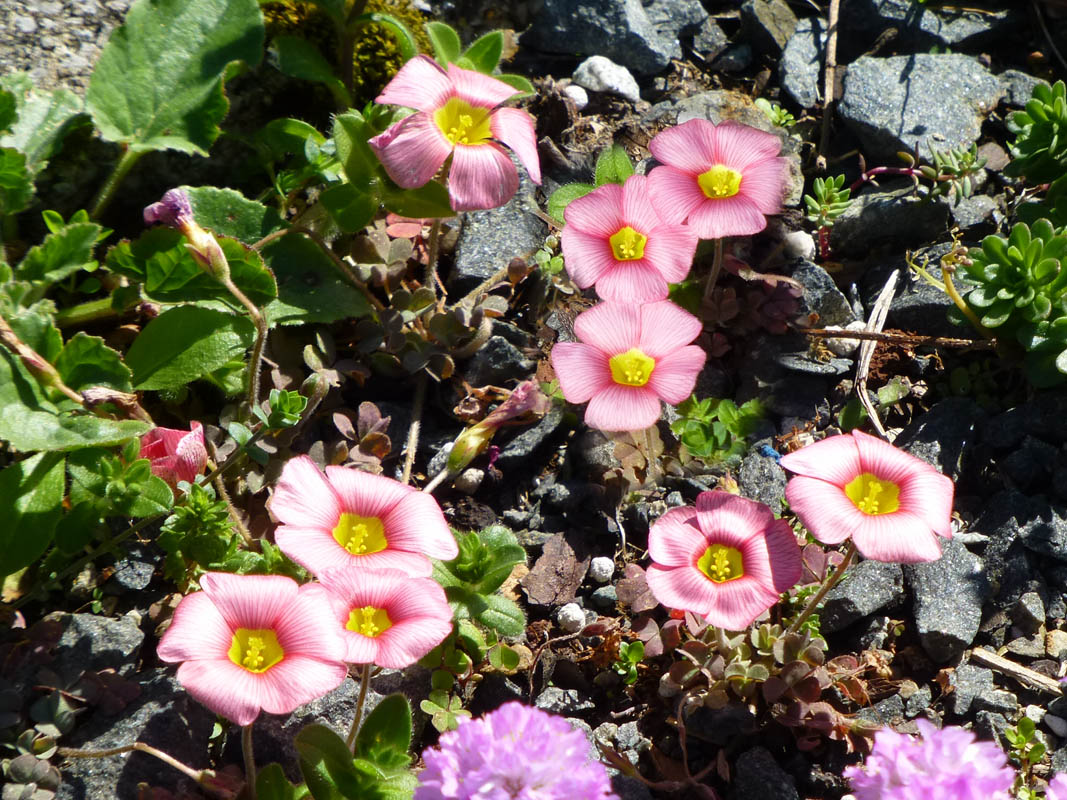 Oxalis obtusa photo